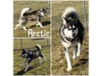 Adopt Arctic a Black Alaskan Malamute / Mixed Breed (Medium) / Mixed (short