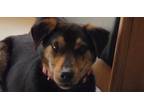 Adopt Champ a Beagle / German Pinscher dog in Jemison, AL (41034574)