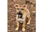 Adopt Cody a Terrier (Unknown Type, Small) dog in Eugene, OR (40903206)