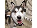 Adopt Kenai a Merle Husky / Mixed Breed (Medium) / Mixed (short coat) dog in