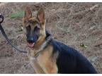 Adopt Candy a Black - with Tan, Yellow or Fawn German Shepherd Dog / Mixed dog