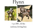 Adopt Flynn a Mixed Breed (Medium) / Mixed dog in Albany, GA (41042770)