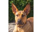 Adopt Tomas - Adoption Pending a Tan/Yellow/Fawn German Shepherd Dog dog in