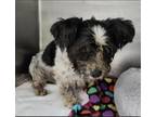Adopt Winston a Black - with White Lhasa Apso / Mixed dog in Morrisville