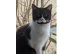 Adopt Trudy a Black & White or Tuxedo Domestic Shorthair (short coat) cat in