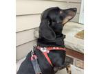 Adopt Lucky a Black - with Tan, Yellow or Fawn Dachshund / Mixed dog in