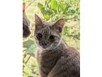 Adopt Nougat a Orange or Red Tabby Domestic Shorthair (short coat) cat in