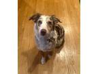 Adopt Sadie a Merle Australian Shepherd / Mixed dog in Milford, CT (41051274)
