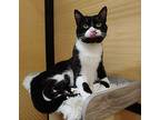 Polly Domestic Shorthair Young Female