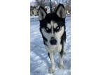 Adopt Balto a Black - with White Husky / Mixed dog in Memphis, TN (41051043)