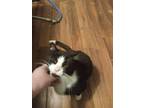 Adopt Ace a Domestic Shorthair cat in Penfield, NY (41051012)