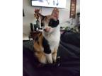 Adopt Kiara a Calico or Dilute Calico Domestic Shorthair (short coat) cat in