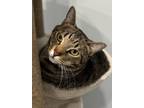 Adopt Buster a Gray, Blue or Silver Tabby Domestic Shorthair cat in St.