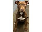 Adopt Diamond (HW-) a Brown/Chocolate American Pit Bull Terrier / Mixed dog in