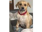 Adopt Amos a Tan/Yellow/Fawn - with White Boxer / Labrador Retriever / Mixed dog