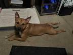 Adopt Zeke a Tan/Yellow/Fawn American Pit Bull Terrier / Mixed dog in