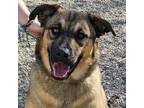 Adopt Clancey a Brown/Chocolate Labrador Retriever / Mixed dog in Salt Lake