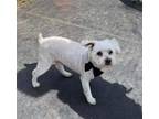 Adopt Pierre a White Poodle (Miniature) / Mixed dog in Kingwood, TX (41050176)