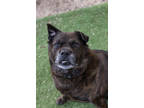 Adopt Rock a Brindle Mixed Breed (Large) / Mixed dog in Arlington, VA (41050105)