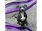 Adopt Riley a Brown/Chocolate Terrier (Unknown Type, Small) / Mixed dog in