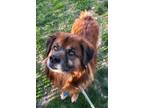 Adopt Bear a Brown/Chocolate German Shepherd Dog / Mixed dog in Bensalem