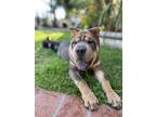 Adopt Fushi a Brown/Chocolate - with Black Shar Pei / Mixed dog in Dana Point