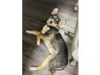 Adopt Lilo a Black Mixed Breed (Large) / Mixed dog in Saskatoon, SK (40646207)