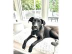 Adopt Bambi a Black Labrador Retriever dog in Berkeley Heights, NJ (40609578)