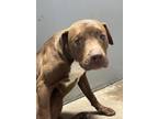 Adopt Taz a Brown/Chocolate American Pit Bull Terrier / Mixed dog in Liberty