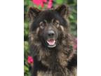 Adopt Wolfgang von Wolken a Black - with Tan, Yellow or Fawn German Shepherd Dog