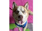 Adopt Fennec a Red/Golden/Orange/Chestnut - with White Husky / Mixed Breed