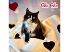 Adopt ChaCha a Domestic Longhair / Mixed (long coat) cat in Nashville