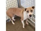 Adopt Penny a Tan/Yellow/Fawn American Staffordshire Terrier / Mixed Breed