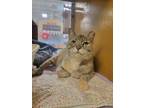 Adopt Ethel a Gray or Blue Domestic Shorthair / Domestic Shorthair / Mixed cat