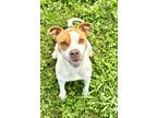 Adopt Mulberry a White American Pit Bull Terrier / Mixed dog in Gray