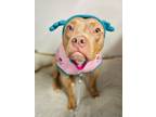 Adopt Maya a Weimaraner / Terrier (Unknown Type, Small) / Mixed dog in Ft.