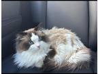 Adopt Jay a Ragdoll / Mixed (long coat) cat in Freeport, NY (41045370)