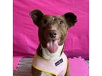 Adopt Stardust a Brown/Chocolate - with White Corgi / Staffordshire Bull Terrier