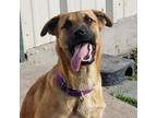 Adopt Zula a Tan/Yellow/Fawn German Shepherd Dog / Mixed dog in Dallas