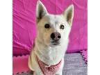 Adopt Tortellini a Tricolor (Tan/Brown & Black & White) Husky / German Shepherd