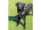 Adopt Shadow a Black Labrador Retriever / Mixed dog in Kiln, MS (41048237)