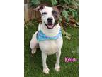 Adopt Kola a White American Pit Bull Terrier / Mixed Breed (Medium) / Mixed