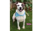 Adopt Kola a White American Pit Bull Terrier / Mixed dog in Kiln, MS (41047996)