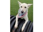 Adopt Lily a White Husky / Mixed dog in Kiln, MS (41048236)