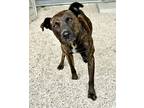 Adopt Armadilla (Sadie) a Black American Pit Bull Terrier / Mixed dog in Gray