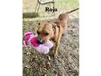 Adopt Roja a Brown/Chocolate Mixed Breed (Small) / Mixed dog in Williston