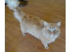 Adopt Samuel a Orange or Red Domestic Longhair / Domestic Shorthair / Mixed