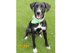 Adopt Ridge a Black Labrador Retriever / Mixed Breed (Medium) / Mixed (short