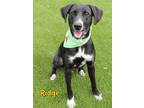 Adopt Ridge a Black Labrador Retriever / Mixed dog in Kiln, MS (41047997)