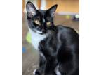 Adopt Taylor a Black & White or Tuxedo Domestic Shorthair (short coat) cat in